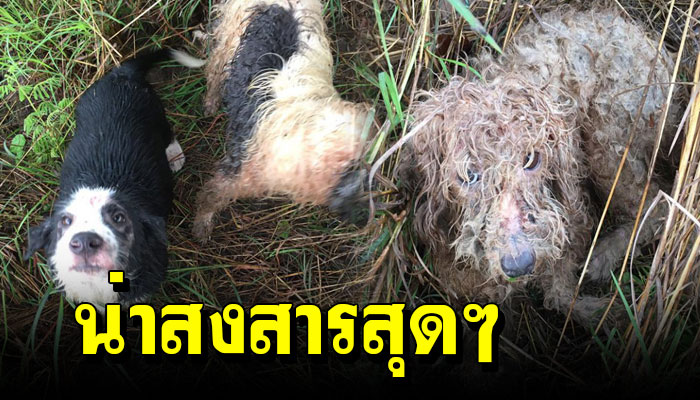 ถูกนำมาปล่อยทิ้งไว้กลางป่า ไร้อาหารตกถึงท้อง ขุดหลุมหลบฝนหลบภัยเกาะกลุ่มกัน