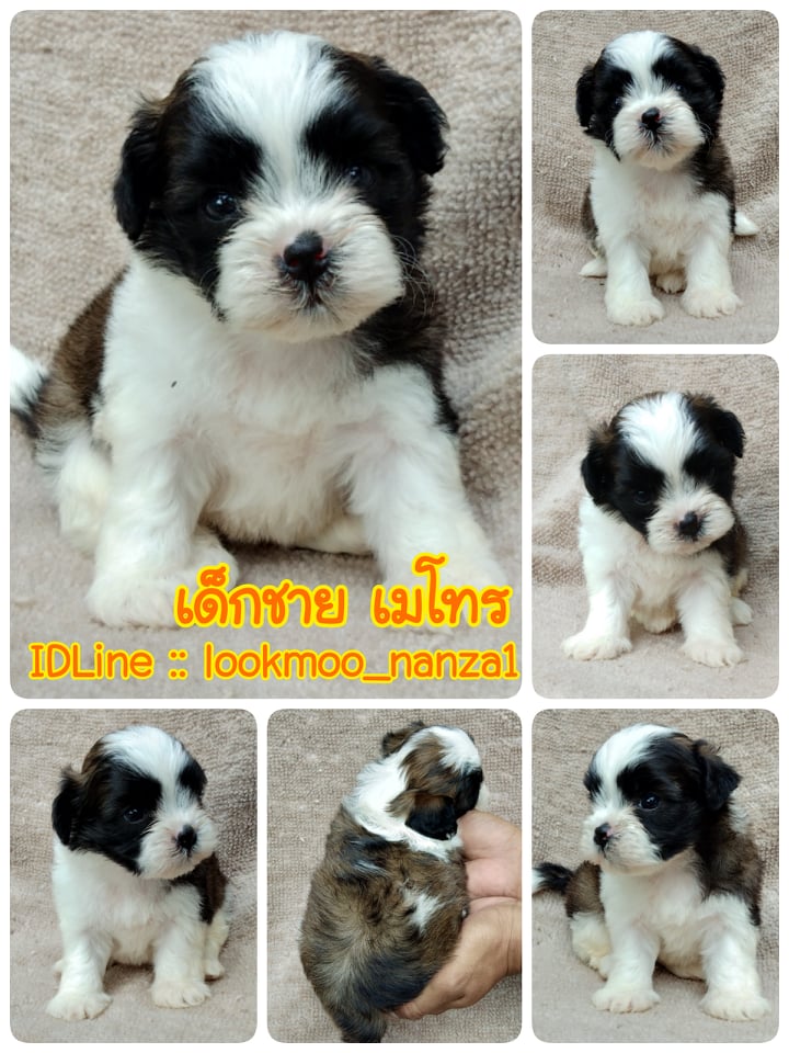 ชิสุผสมปอมเพศผ้
