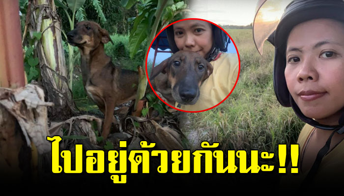 ตูบนอนขดกลัวอยู่กลางทุ่ง สาวเห็นเข้าตัดสินใจอุ้มขึ้นรถเอากลับบ้านไปอยู่ด้วยกัน