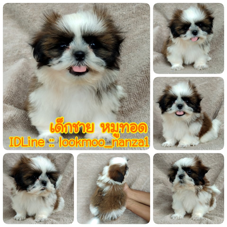 ชิสุทอยแท้