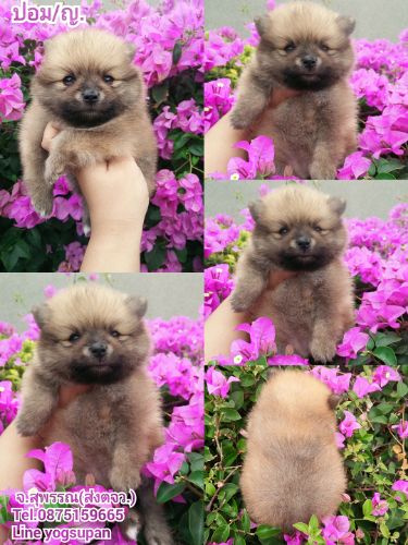 ปอม ปอม  ญ +วัคซีนแล้ว  พร้อมย้ายบ้าน 5500 ส่งตจว. ได้ค้ะ