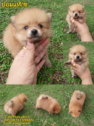 ปอม ปอม จิ๋ว เพศ ผู้ 5500 ส่งตจว. ได้ค้ะ