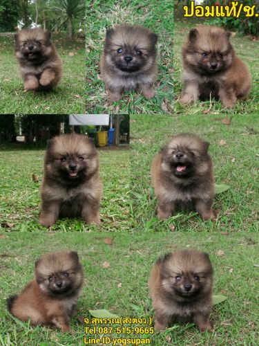 ปอม ปอม จิ๋ว เพศ ผู้ ราคา5500 วัคซีน แล้ว มี สมุด ส่งตจว. ได้ค้ะ