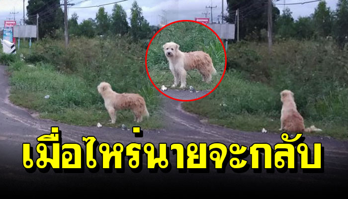 เจ้าตูบชะเง้อมองรถทุกคัน หลังโดนทิ้ง 2 ปี ยังรอเจ้าของ ของมันทุกวัน
