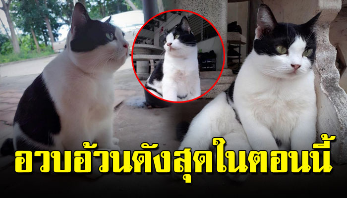 “น้องวัวนม” แมวจรหาเศษอาหารกิน ล่าสุดดังมากในโลกโซเชียล