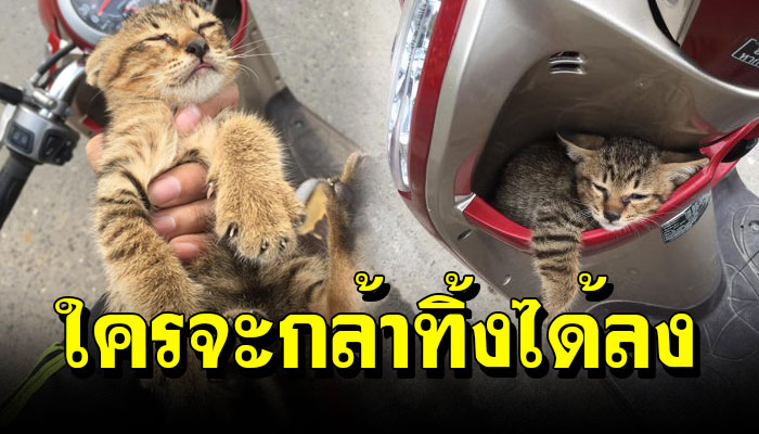 ขับรถไปส่งลูกดีๆ เจอก้อนเหลืองๆข้างทางตัดสินใจอุ้ม กลับบ้านด้วย