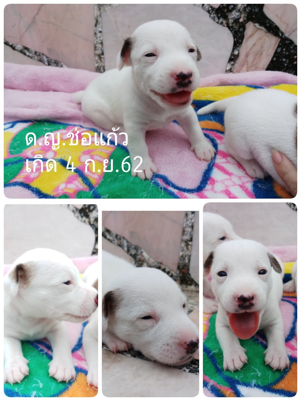 ขายลูกสุนัขแจ็ครัสเซลเทอเรียแท้ เพศเมีย