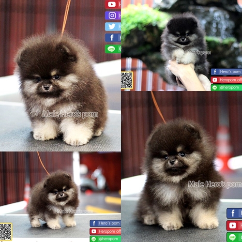 ขายปอมแท้  เพศผู้ สีแบล็คแทน