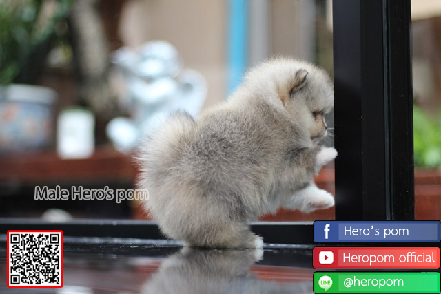 ขายปอมแท้  เพศผู้ น่ารักมากๆ