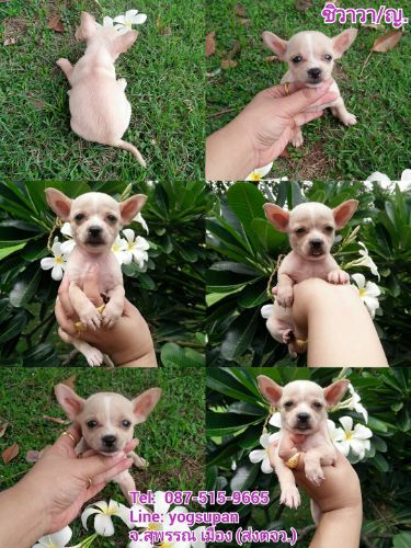 ชิวาวา น่ารัก เพศ ญ. 2900 วัคซีนแล้ว จัดส่งทุกจังหวัด