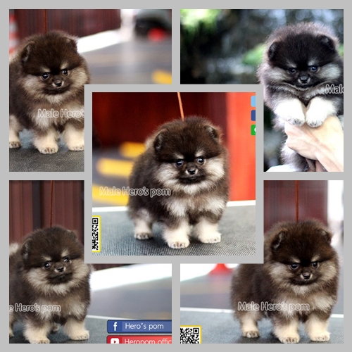 ขายปอมแท้
