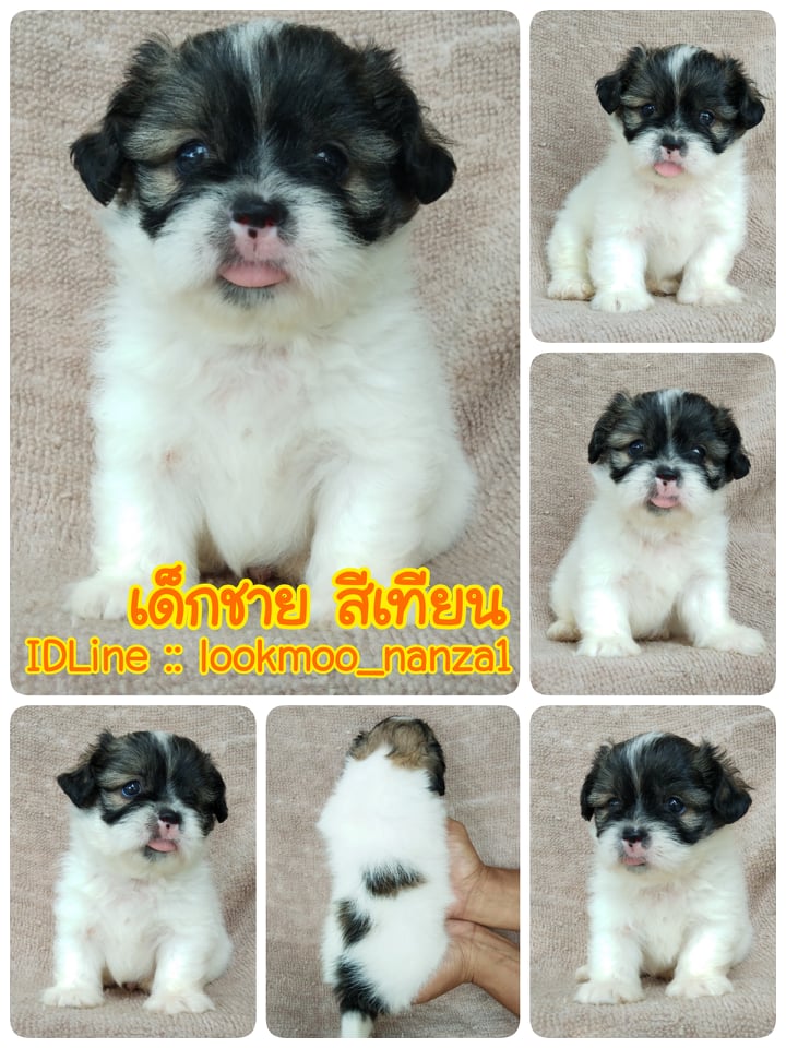 ชิสุผสมพุดเดิ้ล