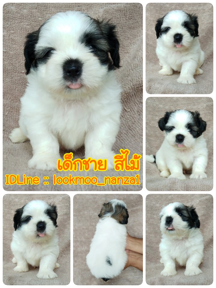 ชิสุผสมพุดเดิ้ล