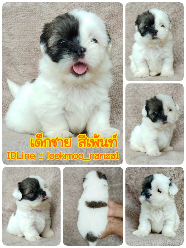 ชิสุผสมพุดเดิ้ล