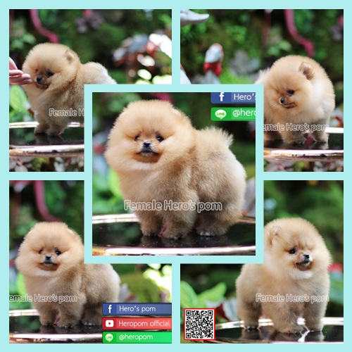 ขายปอมแท้  เพศเมียน่ารักมาก