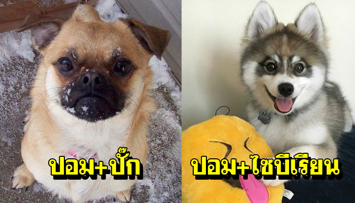 20 ปอมเมอเรเนียน ผสมกับสุนัขสายพันธุ์อื่น จะน่ารักแค่ไหนไปชม