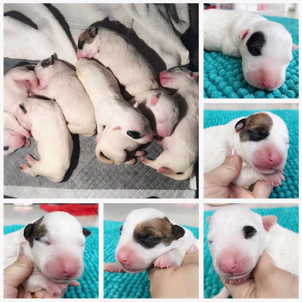 ขายบูลเทอเรีย สแตนดาท Bull terrier std