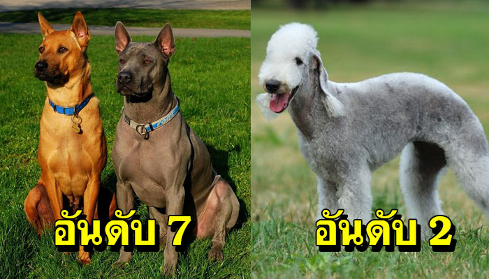 10 สุนัขสายพันธุ์หายากของโลกแต่ละสายพันธุ์ไม่ได้เห็นกันง่ายๆ
