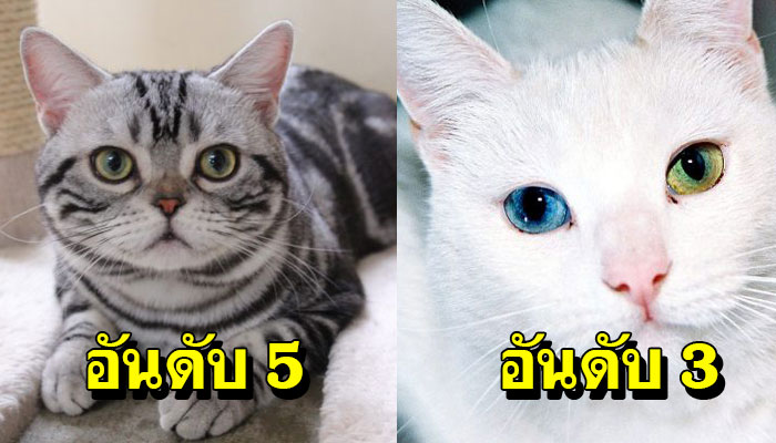 10 สายพันธุ์แมวที่คนไทยนิยม และ อยากเลี้ยงมากที่สุด