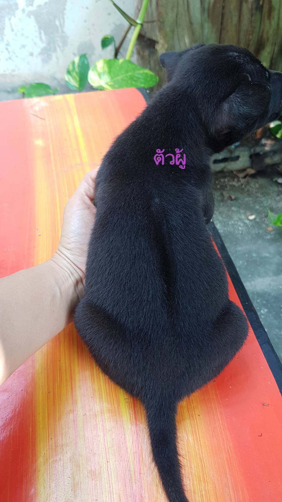ไทยหลังอาน สีดำ พันธุ์แท้ หมาบ้านสวยๆราคาเบาสุดๆ โทร. 0955564491