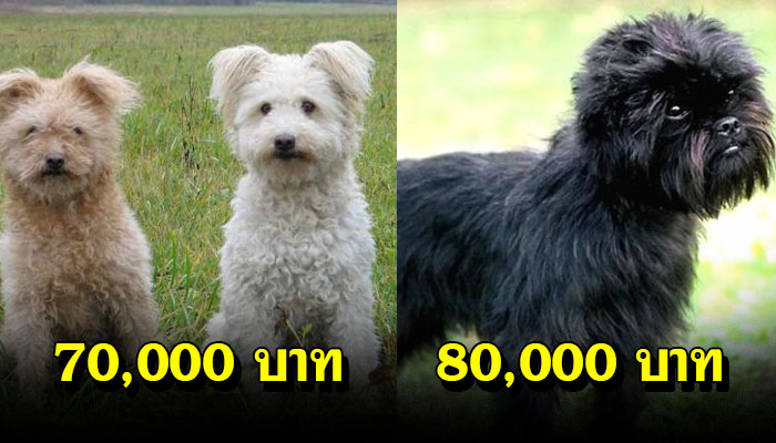 10 เจ้าตูบสายพันธุ์แปลกประหลาด ไม่นิยมเลี้ยงแต่ราคาแพงมาก