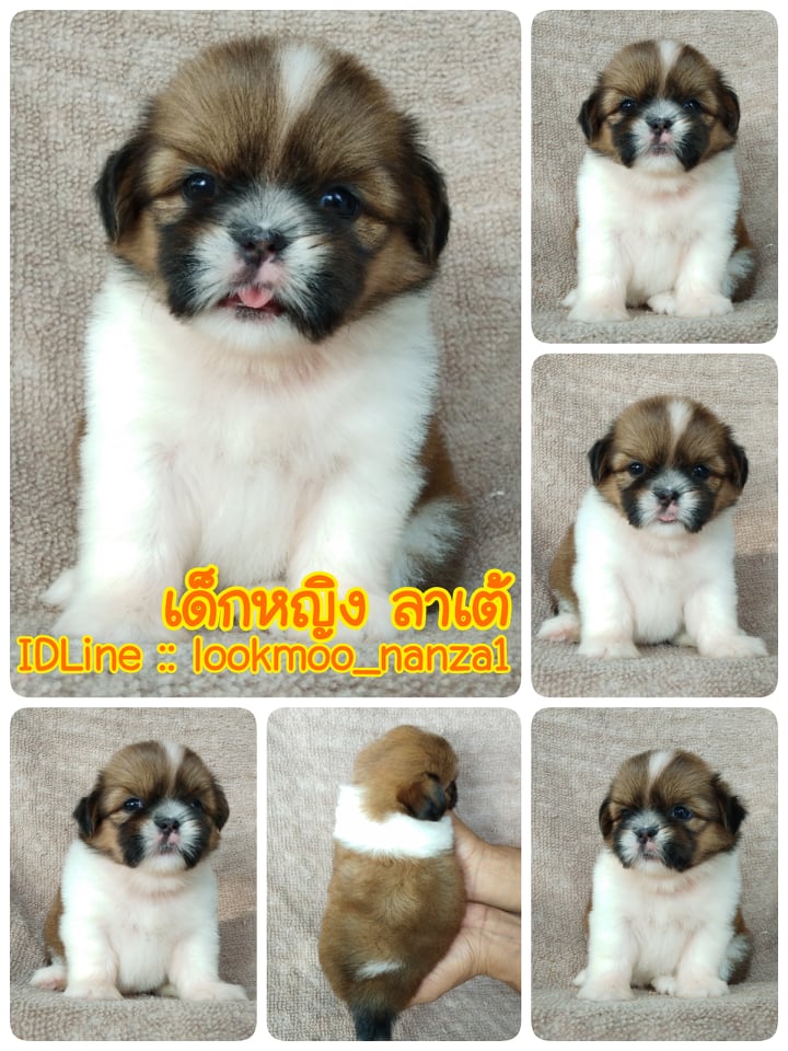 ชิสุทอยแท้!!!! 3สี