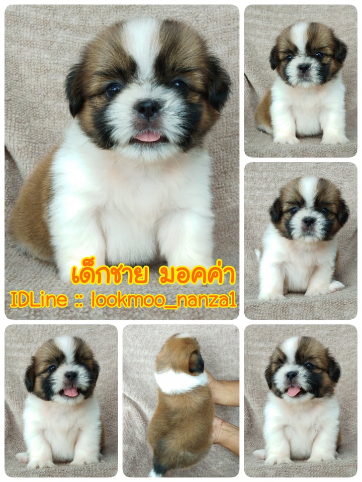ชิสุทอยแท้!!!! 3สี