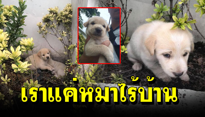 เจ้าตูบน้อย นอนหนาวอยู่ที่ต้นดอกเข็ม ฝนตกทีไรต้องนอนหนาวเพราะไม่มีบ้านอยู่
