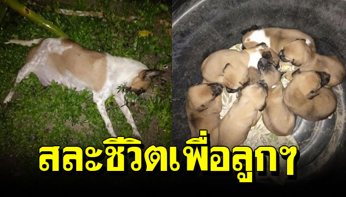 แม่หมาคลอดลูกทิ้งไว้ ยังไม่ทันหย่านมลูก ออกหากินโรคร้ายโดนรถชน ทิ้งลูกน้อย