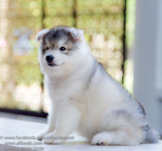 คัดมาแล้วน้องหมาไซบีเรียน ดีครบจบในที่เดียว ฟาร์มอันดับหนึ่ง