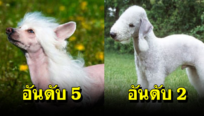 10 สายพันธุ์หมาที่ตลกที่สุดในโลก