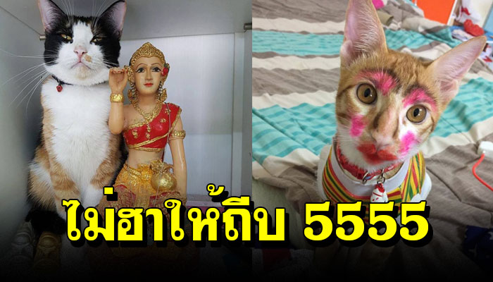 20 ภาพสุดฮาของแมวไทย แมวไทยที่ไม่แพ้ชาติใดในโลก!!