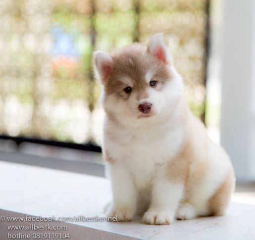ฟาร์มไซบีเรียนอันดับ1 ในประเทศไทยAllbest kennel คัดคุณภาพเกรดดีที่สุด