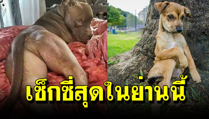 14 ภาพ หมาแมวสุดฮา ที่จะไม่ยอมเห็นคนเดียวแน่นอน
