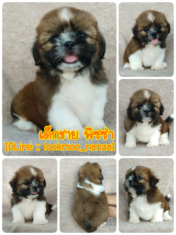 ชิสุทอยแท้!!!! 3สี