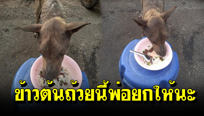 หมาจรผอมมากเข้ามาแอบกินข้าวต้มของพ่อค้า เพราะไม่มีทางเลือก