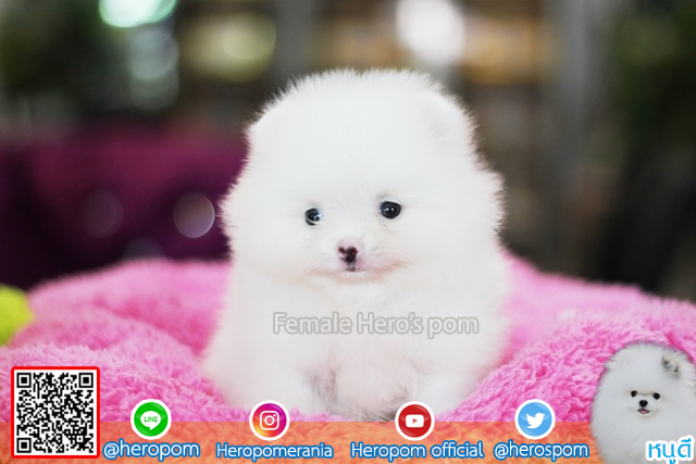 ขายปอมสีขาว  น่ารัก  ขนแน่นมากๆครับ