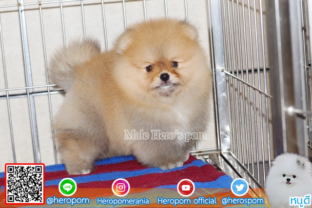 ขายปอม เพศผู้สีส้ม   น่ารักมาก