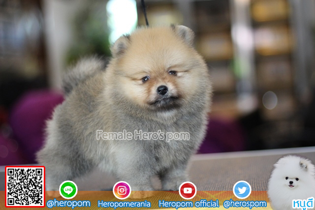 ขายปอมเพศผู้  ขนแน่นมากๆ