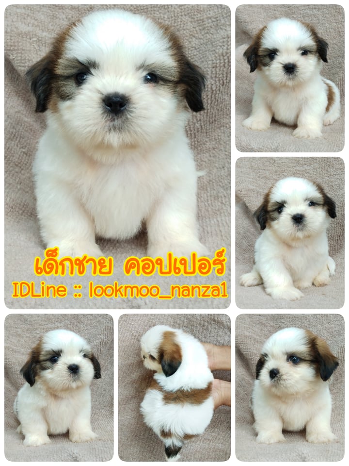 ชิสุทอยแท้!!!! 3สี เกรดสวย