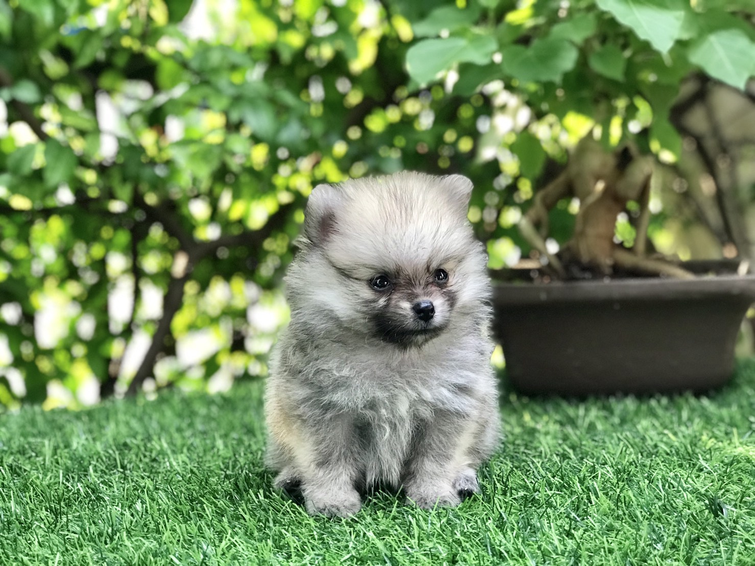 ขายลูกสุนัขปอมเมอร์เรเนียน