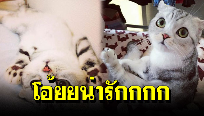 Hana เจ้าเหมียวขนปุกปุยและมีดวงตาที่แบ๊วที่สุดในโลก