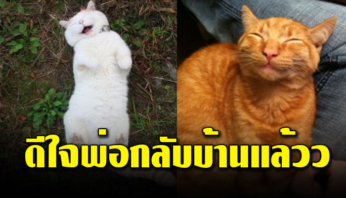 18 ภาพเจ้าเหมียว รอเจ้าของกลับบ้าน ดีใจสุดๆเมื่อเจอ