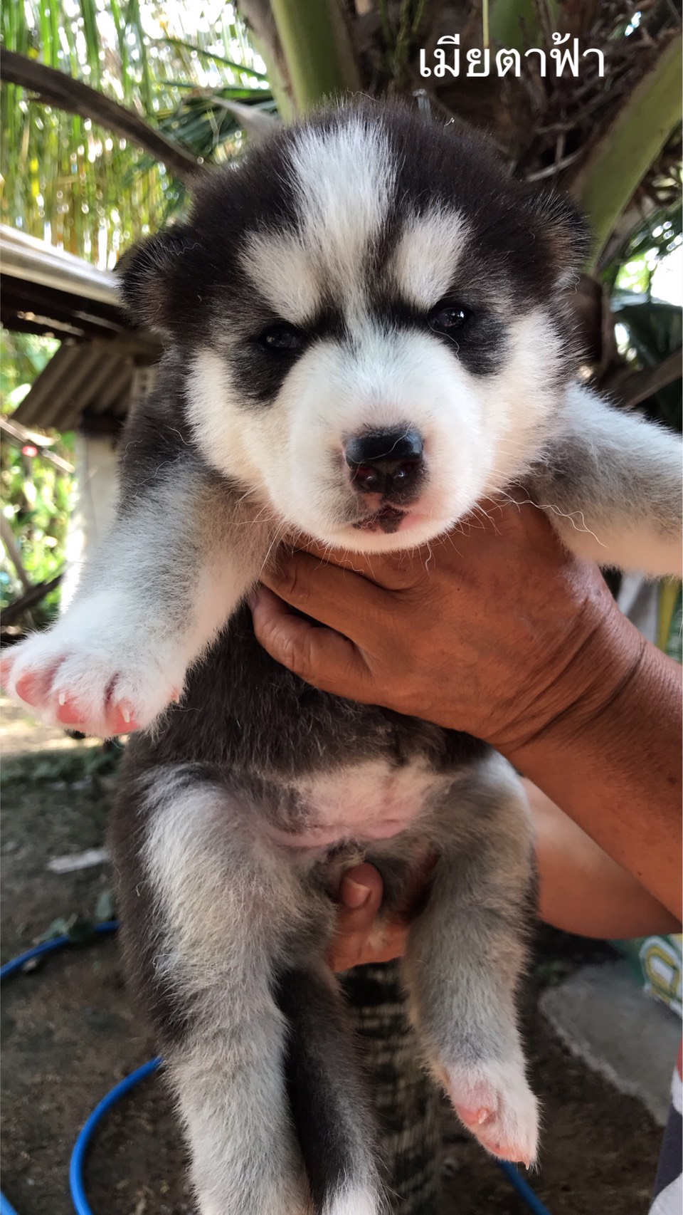 #ขายลูกสุนัขไซบีเรียนฮัสกี้