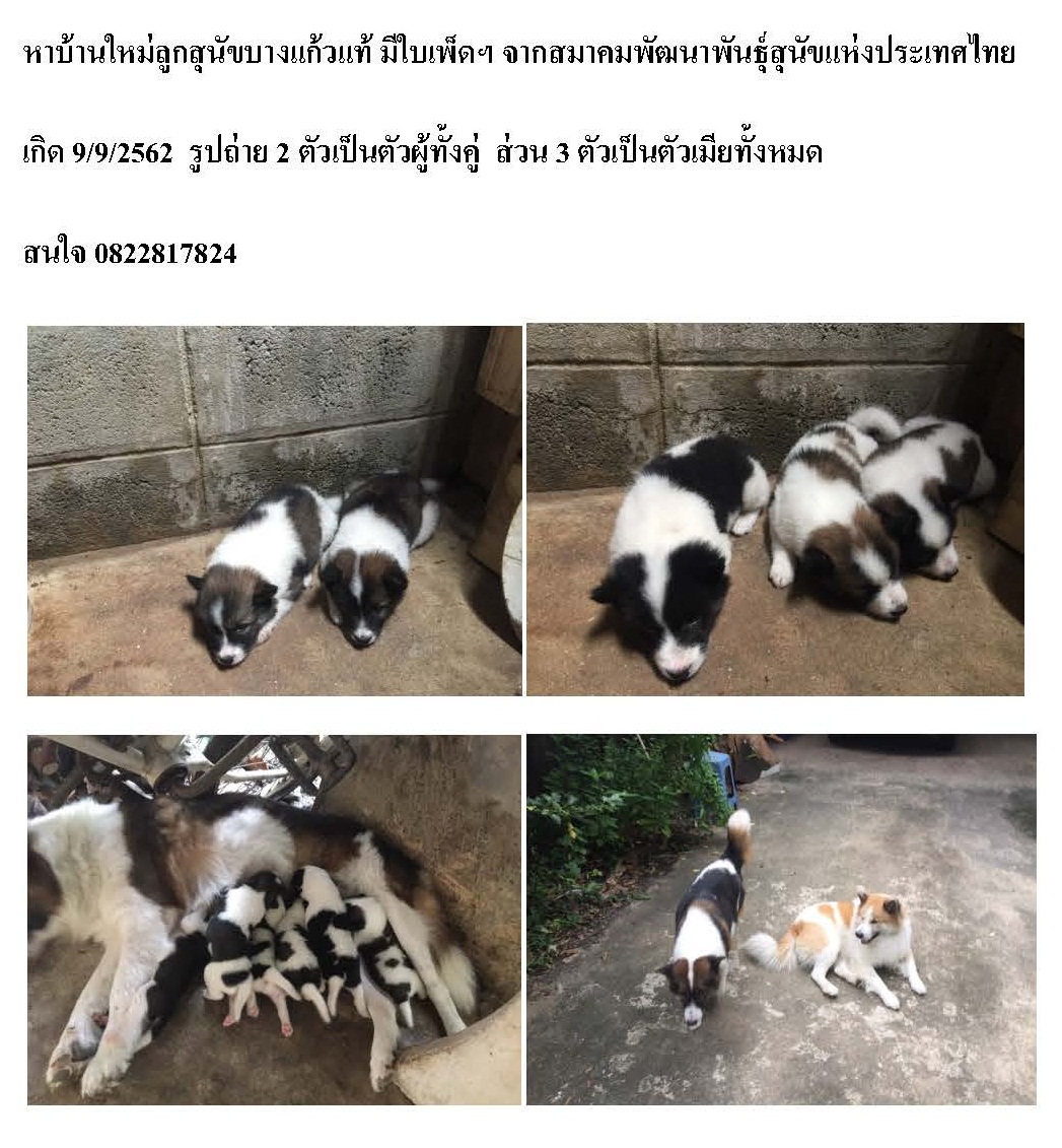 ลูกสุนัขบางใหญ่แท้ มีใบเพ็คจากสมาคมพัฒนาสนัขฯ โครงสร้างใหญ่ ขนฟู่ ใจดี กรุงเทพ