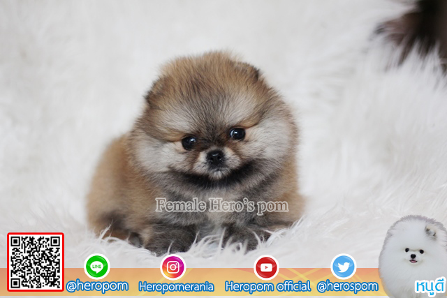 ขายปอม เพศเมีย สีส้ม   น่ารักมาก