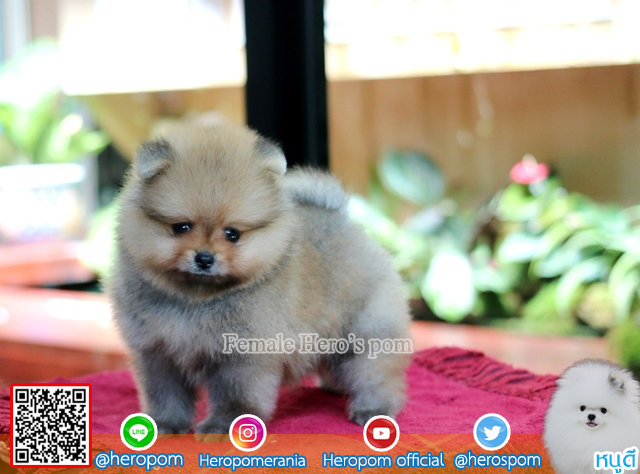 ขายปอม  เพศเมีย  น่ารักมากๆ