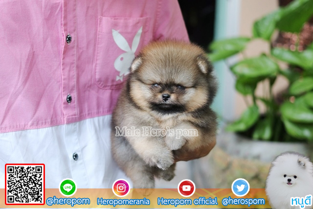 ขายปอมเพศผู้  ขนแน่นมากๆ