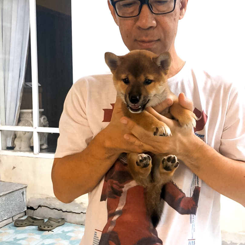ขายลูกสุนัขพันธุ์ชิบะ (shiba sale) เหลือ2ตัวเท่านั้น!!