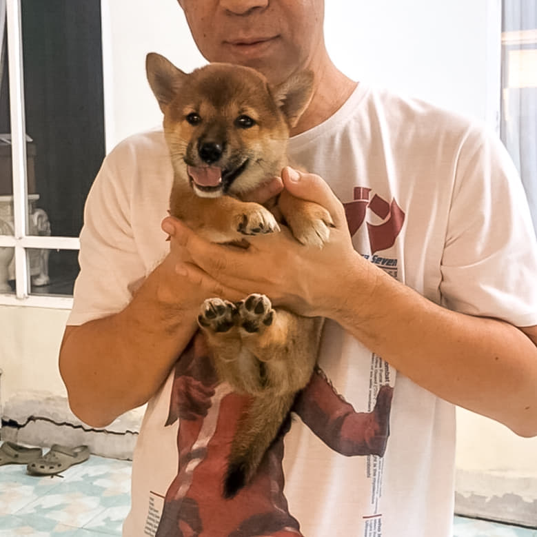ขายลูกสุนัขพันธุ์ชิบะ (shiba sale) เหลือ2ตัวเท่านั้น!!